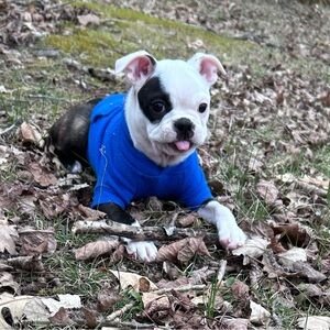 Cuddle Moose by Fuzzwoof – Size Small – Brand New comfort ease anxiety dog